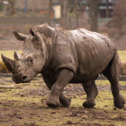 Muddy rhino running