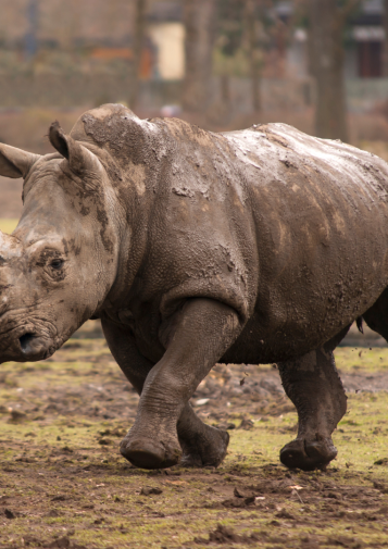 Muddy rhino running