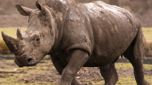 Muddy rhino running