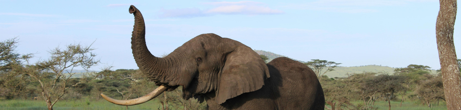 One-tusked elephant lifting trunk