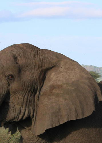 One-tusked elephant lifting trunk