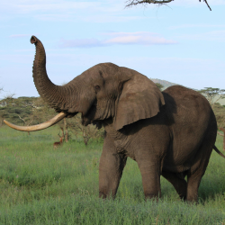 One-tusked elephant lifting trunk