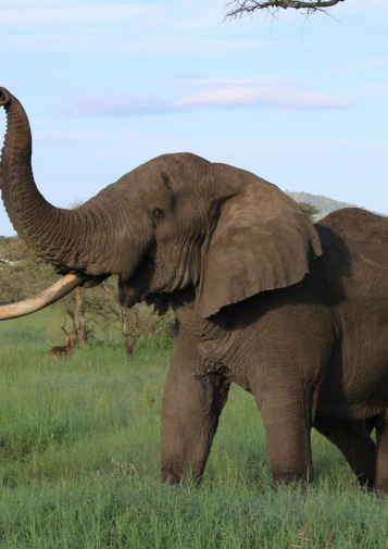One-tusked elephant lifting trunk