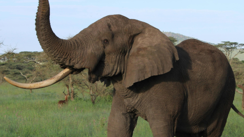One-tusked elephant lifting trunk